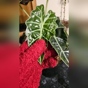 Plant Leaf Cleaning Gloves with Clip and Charm